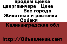 продам щенка цвергпинчера › Цена ­ 15 000 - Все города Животные и растения » Собаки   . Калининградская обл.